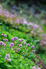 purple flower in the garden