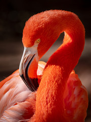 flamingo 2 - obrazy, fototapety, plakaty