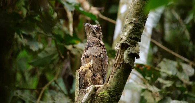 Common Potoo (Nyctibeus griseus) sitting on its nest. camouflaged on a dead tree stump in the rainforest, Ecuador.