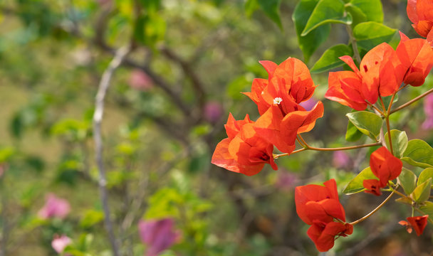 Close up Group of Red Orange Bougainvillea Flowers Isolated on Nature  Background Stock Photo | Adobe Stock