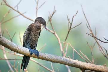Cormorant, Shag on branch.
