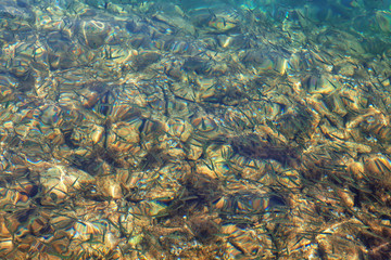  fish at the bottom of the river with clear water
