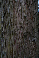 Captured in Hangzhou Xixi Wetland scenery