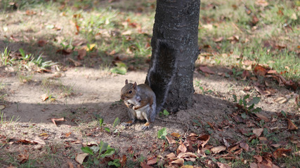 The squirrel is playing in the woods.
