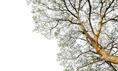 Tropical tree branches isolated On a white background. With a clipping paths