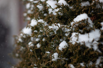 Closeup of Snowy Trees in Winter