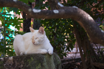 Cat asleep on a rock