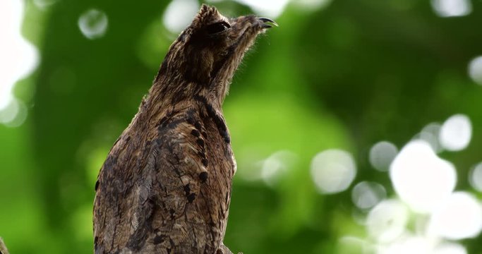 Common Potoo (Nyctibeus griseus) sitting on its nest. camouflaged on a dead tree stump in the rainforest, Ecuador.