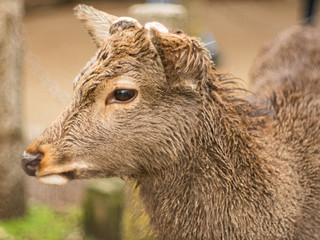 Deer face in close up, funny grumpy expression. Taken at Nara park Japan.