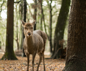 Naklejka na ściany i meble A small deer alone in the forest, taken near Nara Japan.