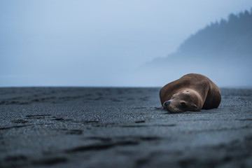 Sea Lion on Foggy Beach