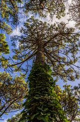 A tree from below in the forest of Villa Gesell, Argentina