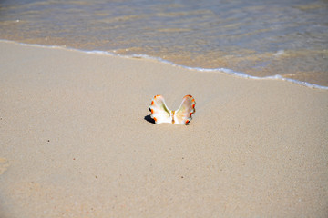 Yellow sand beach with white sea shell and sea water. Exotic island vacation banner template with text place