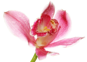 Fototapeta na wymiar pink Orchid closeup 