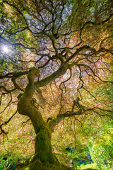 Unique View of Japanese Maple  with Light Filtering Through