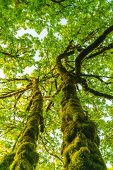 Mossy Trees In Pacific Northwest