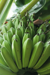 small green plantain