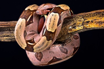 Boa constrictor (Boa constrictor constrictor) Suriname locality