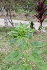 green sunflower without sprouting