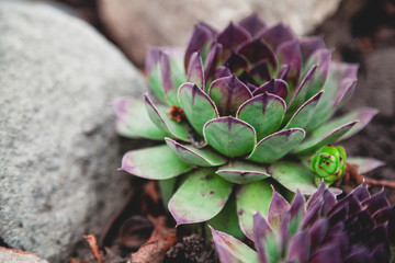 beautiful green bush of echeveria grows on ground