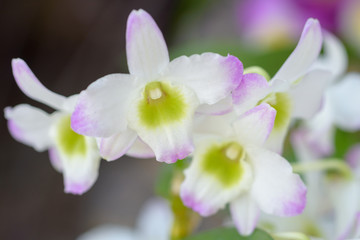 Fototapeta premium マリアベール