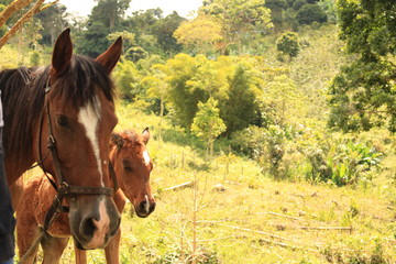 Horses mom and daughter