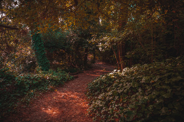 Fototapeta premium Red trail inside the forest of Villa Gesell