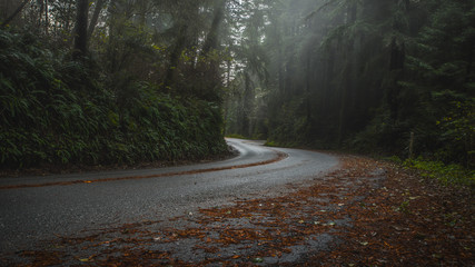 Curvy Road in the Forest