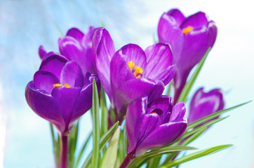 Blooming purple crocuses against the blue sky