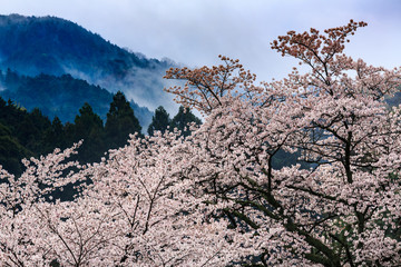 早朝の霧と桜