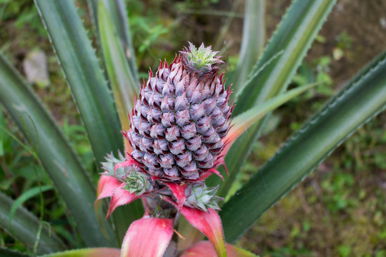 Provocative small pineapple