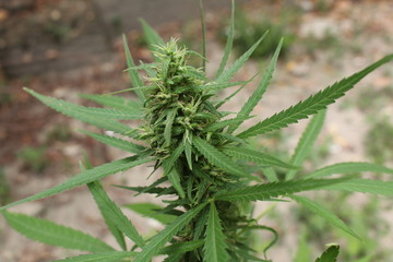 Sativa marijuana plant