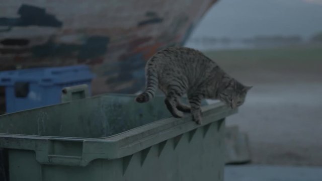 Cat on dumpster looking around searching for scraps