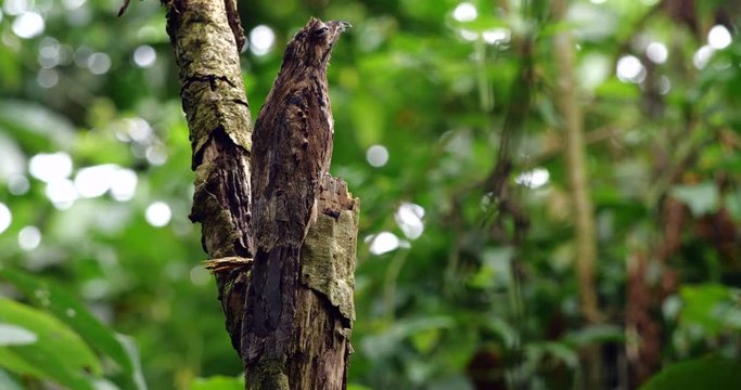Common Potoo (Nyctibeus griseus) sitting on its nest. camouflaged on a dead tree stump in the rainforest, Ecuador.