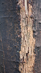 Tree stem texture