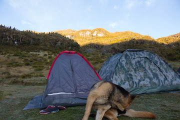 Camping tent in the mountains with a dog