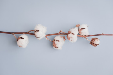 Cotton flower on pastel pale blue paper background, overhead. Minimalism flat lay composition for bloggers, artists, social media,  magazines. Copyspace, horizontal