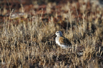 Dunlin (Calidris alpina), a medium sized sandpiper and shorebird standing standing among arctic grass