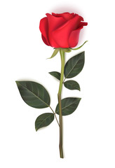 Single red rose with long stem and green leaves isolated on white background. Vector illustration. Spring flower for holiday decoration