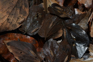 オオムラサキの幼虫