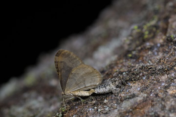 フユシャクの交尾