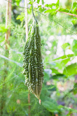 Fresh bitter gourd
