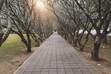 Tunnel of dry Plumeria Tree or Frangipani tree with walking way