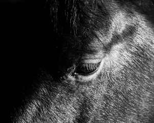 horse eye B+W