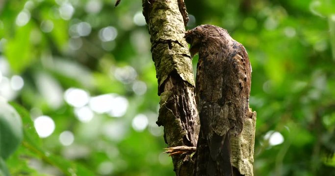 Common Potoo (Nyctibeus griseus) sitting on its nest. camouflaged on a dead tree stump in the rainforest, Ecuador.