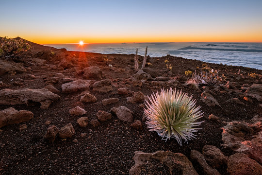This plant is called the Haleakala silversword and grows out of the volcanic cinder of the Haleakala volcano in Maui.  Argyroxiphium sandwicense subsp. macrocephalum.