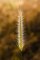 grass flowers tropical