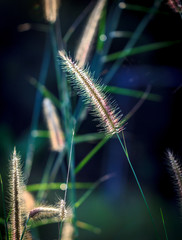 Grass flowers tropical of beautiful