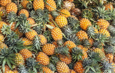 Fototapeta premium pineapple