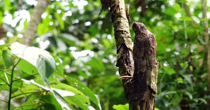 Common Potoo (Nyctibeus griseus) sitting on its nest. camouflaged on a dead tree stump in the rainforest, Ecuador.